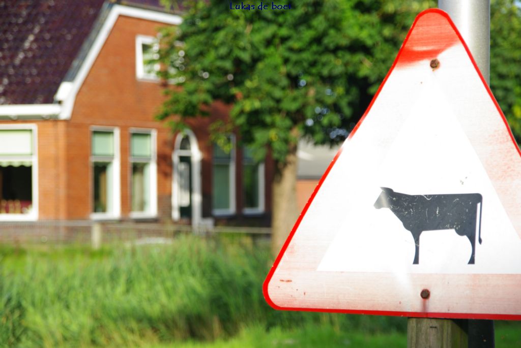 tour 2010 (16).jpg - Let op koeien! dat komt hier dus nog voor ...